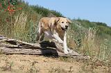 GOLDEN RETRIEVER 235